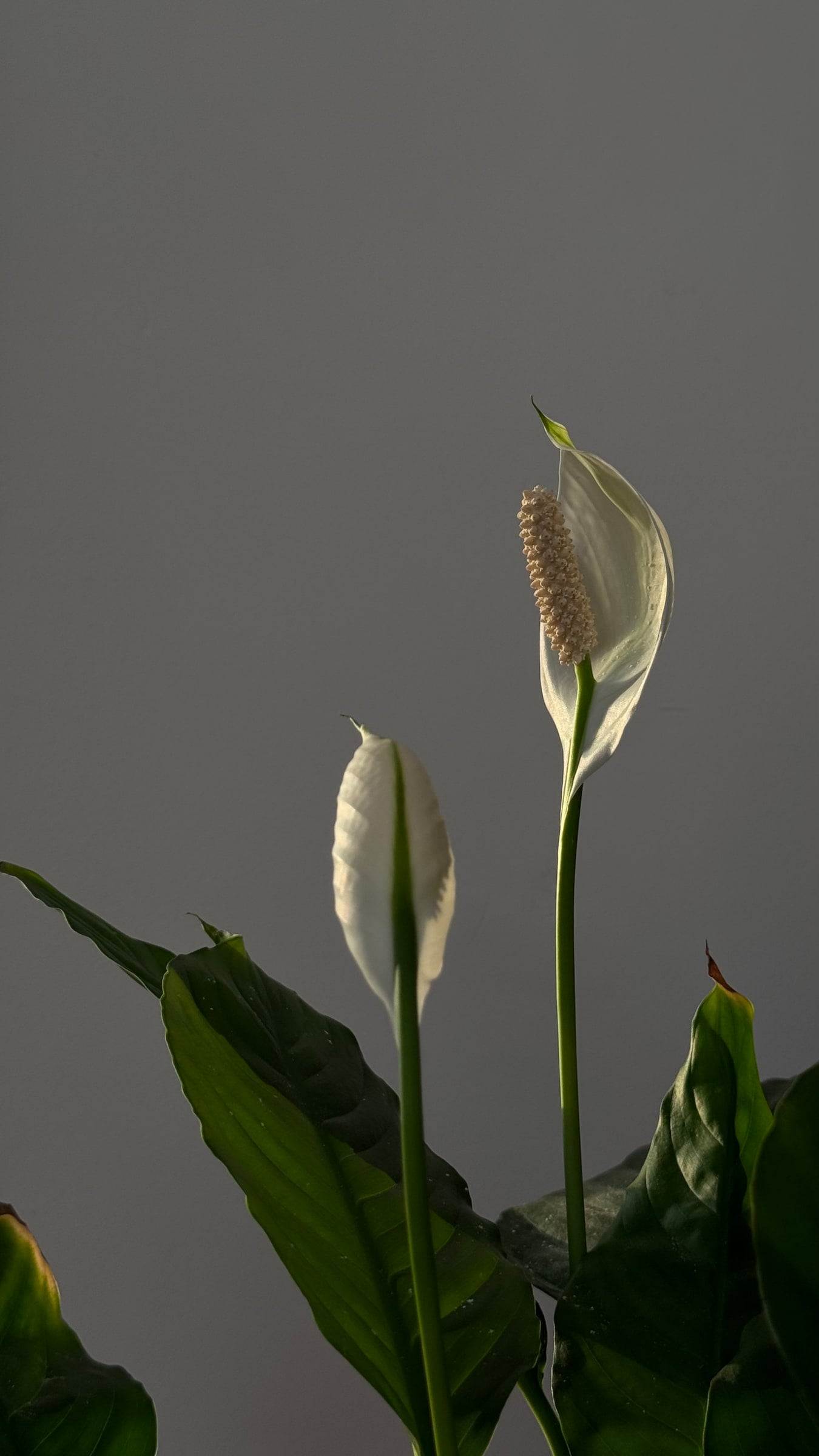 A white peace lily flower and a younger bud rise on long stems from dark green leaves against a flat slate-grey wall.